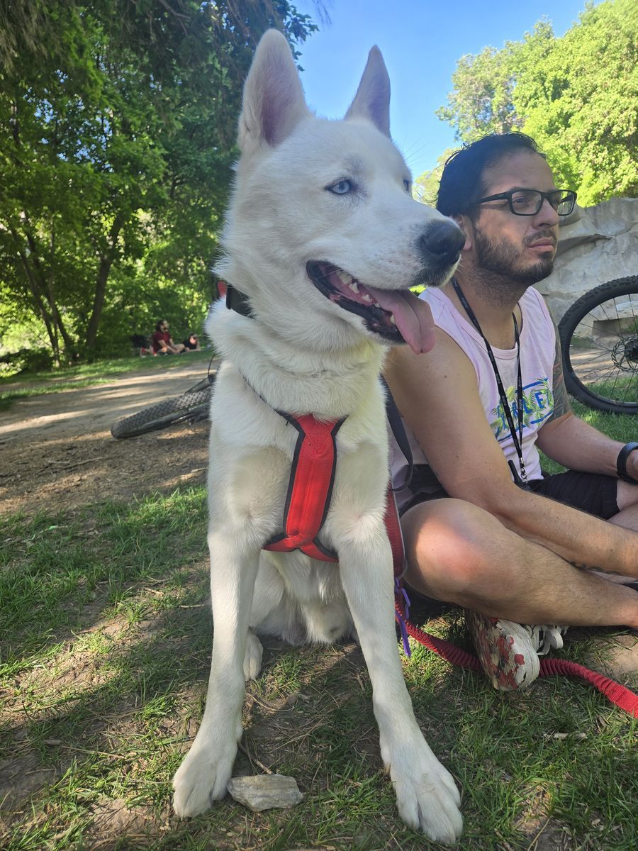 Male Husky Needs New Home - Free