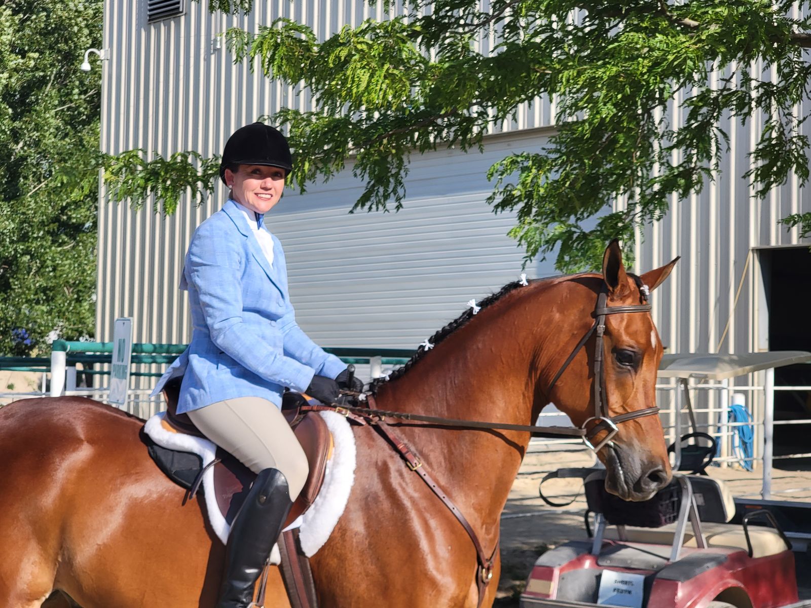 Arabian Hunter Horse - DA Cosmo