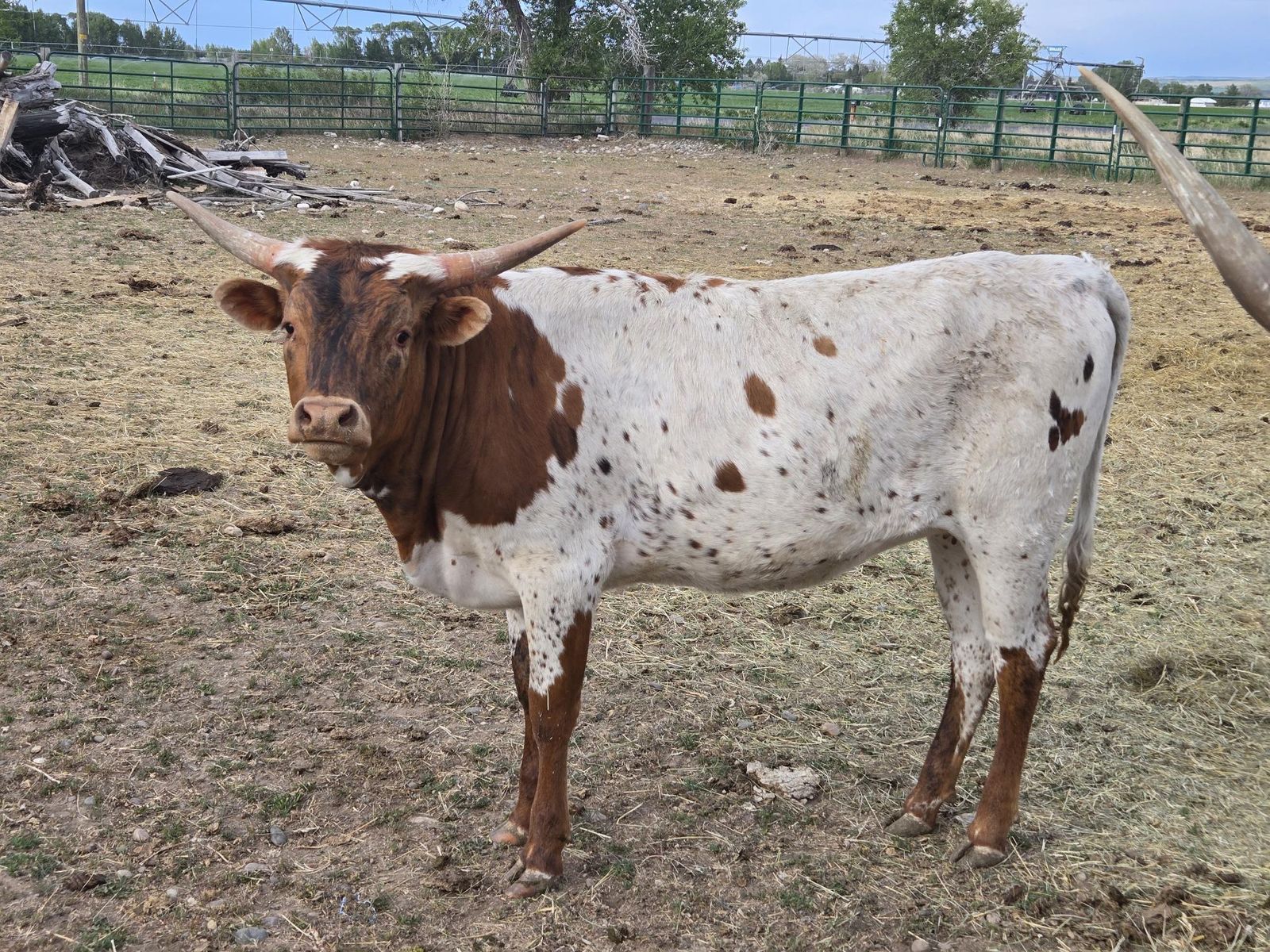 Registered Longhorn Heifer