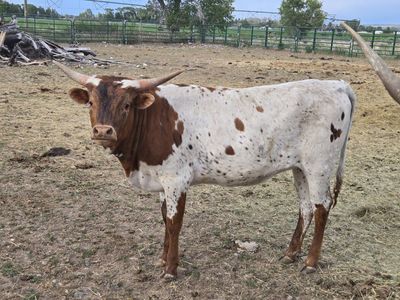 Registered Longhorn Heifer