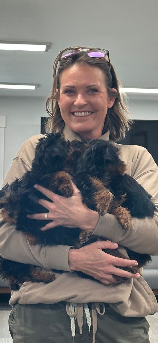 Petite Yorkiepoos puppies