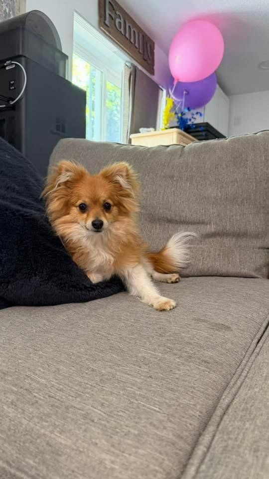 Pomeranian Puppy Fox face male 7months