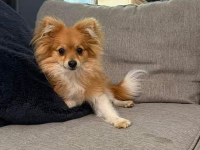 Pomeranian Puppy Fox face male 7months