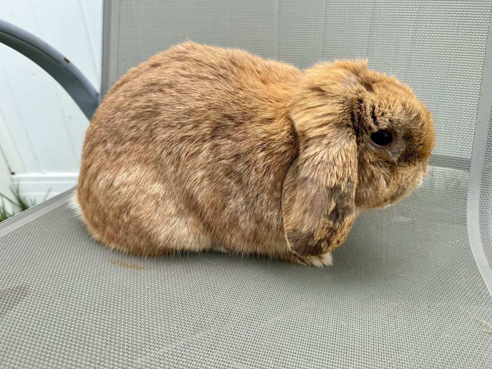 1-year-old holland lop buck