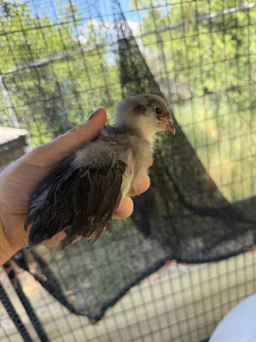 Four week old Whiting, true blue roosters purebred