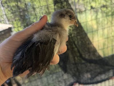 Four week old Whiting, true blue roosters purebred