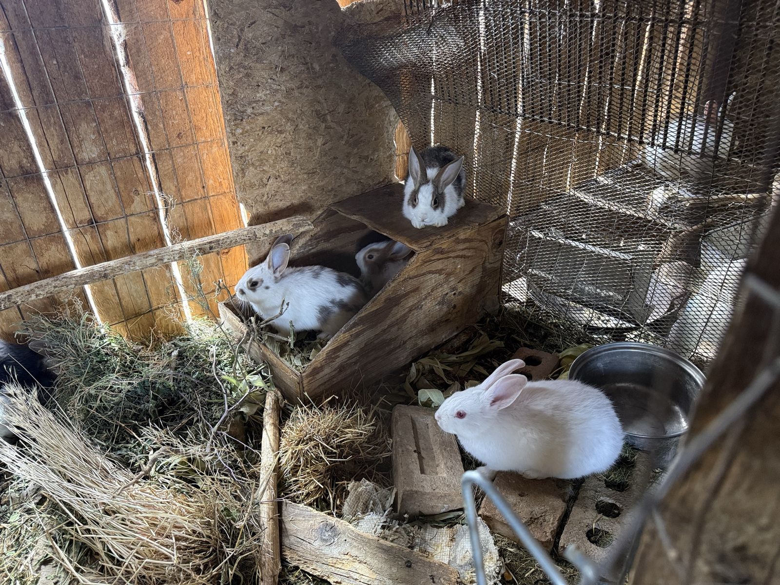 20 Adorable Young Rabbits - New Zealand crosses