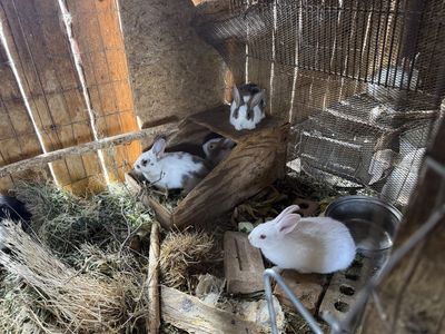 20 Adorable Young Rabbits - New Zealand crosses
