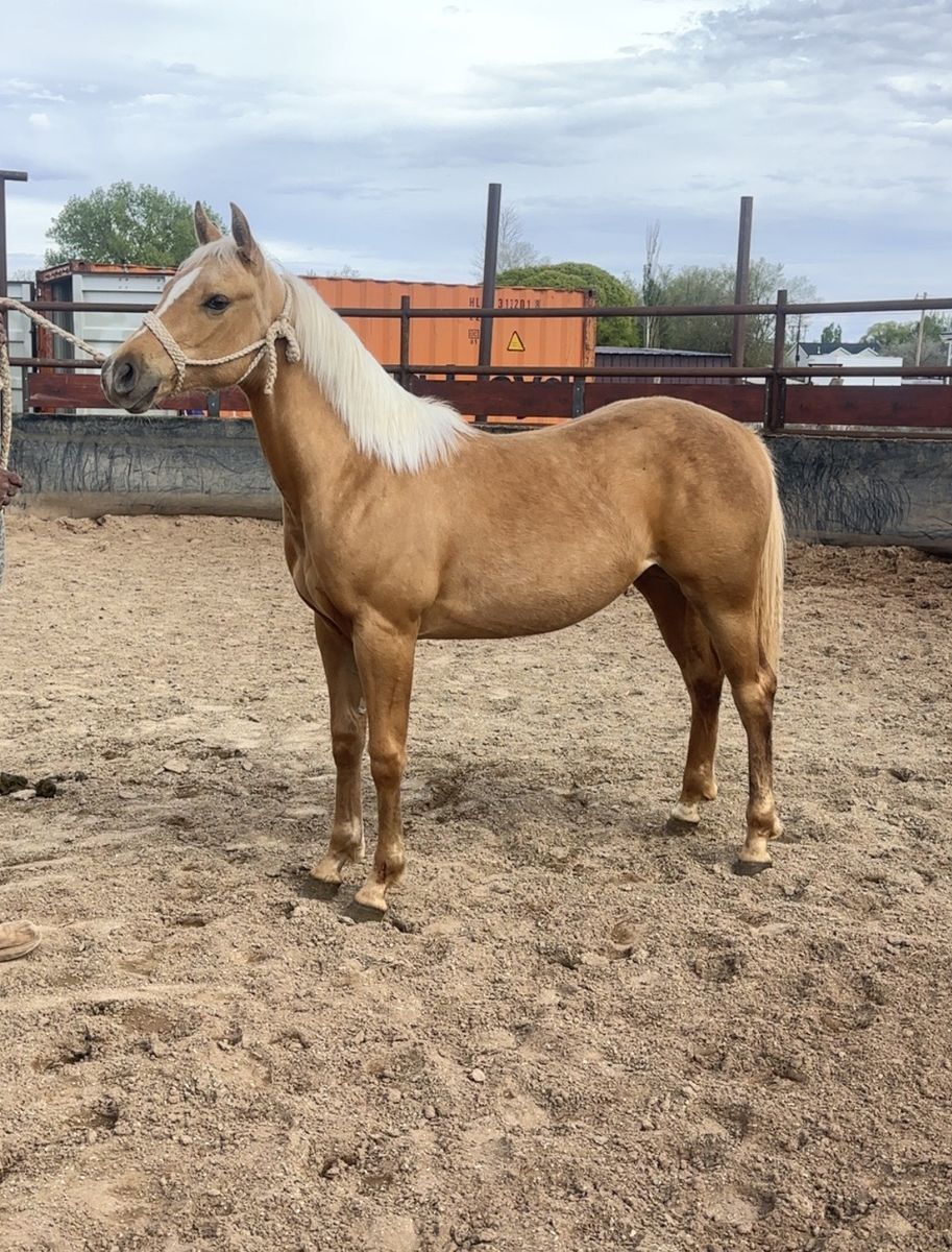 Registered 1 year old palomino filly