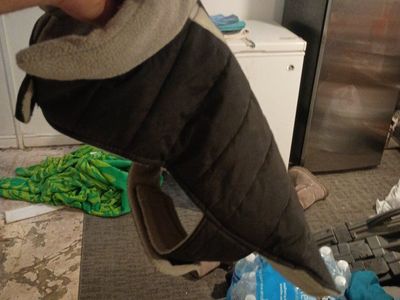 dog vest