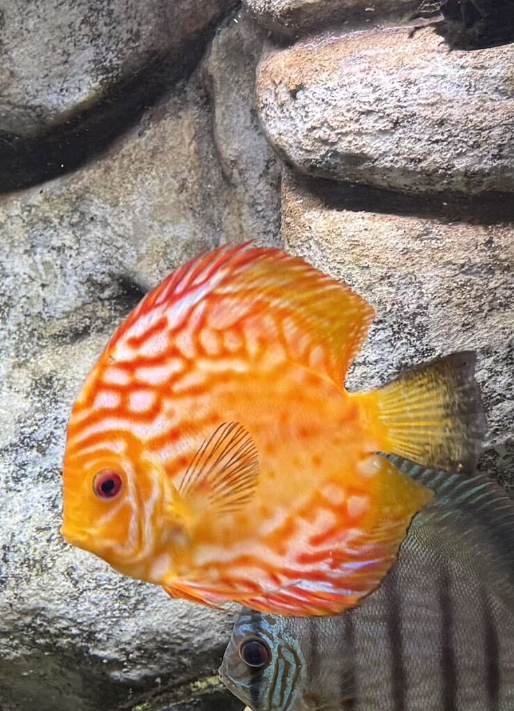 Pigeon Blood Orange Discus ** Price Reduced**
