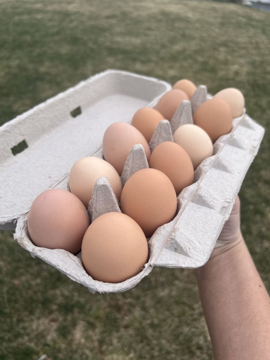 Farm fresh Eggs