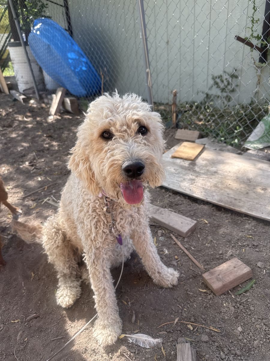 Two female golden doodles