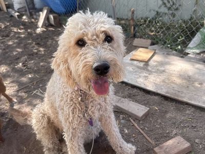 Two female golden doodles