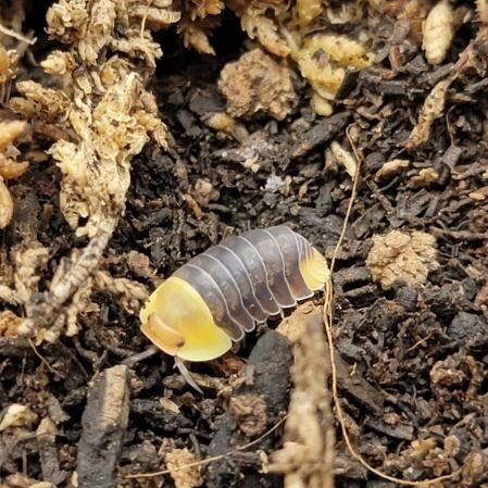 5ct rubber ducky isopods