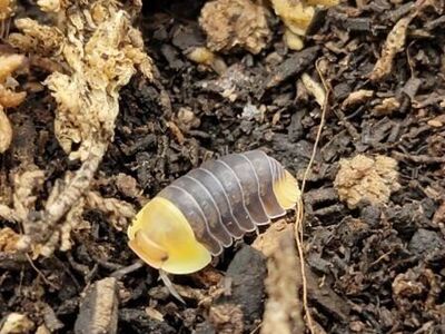 5ct rubber ducky isopods