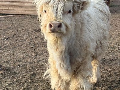Highland Bull