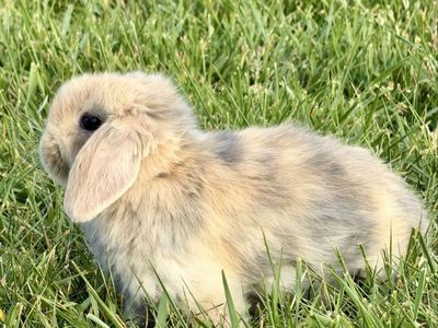 Holland Lops