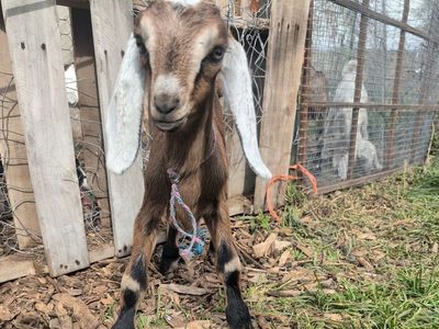Goat, Baby Doe
