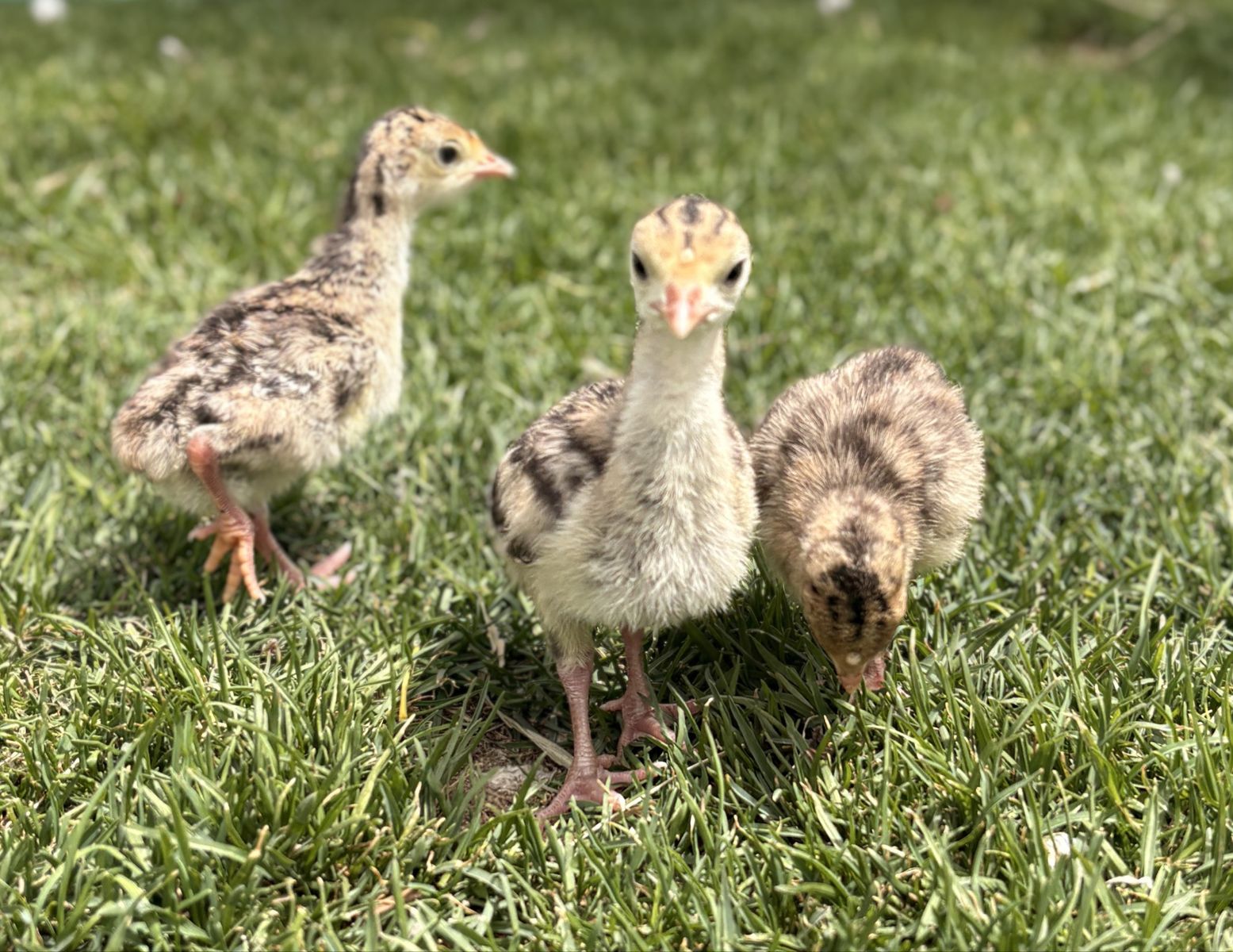 Narragansett Turkey Chicks/Poults!