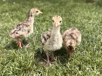 Narragansett Turkey Chicks/Poults!