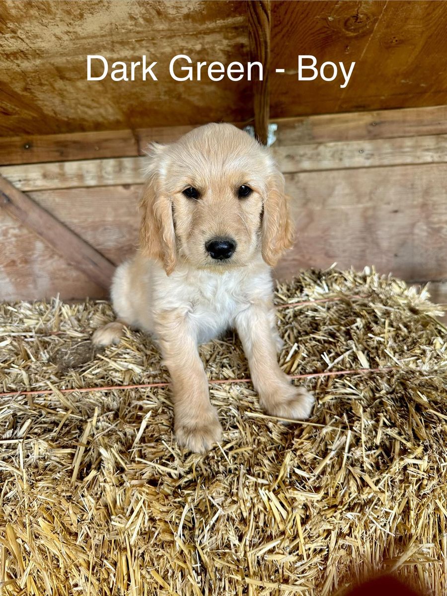Goldendoodle Puppies