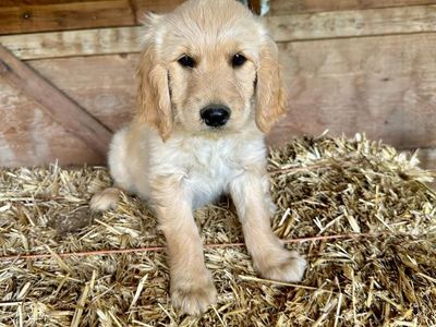 Goldendoodle Puppies