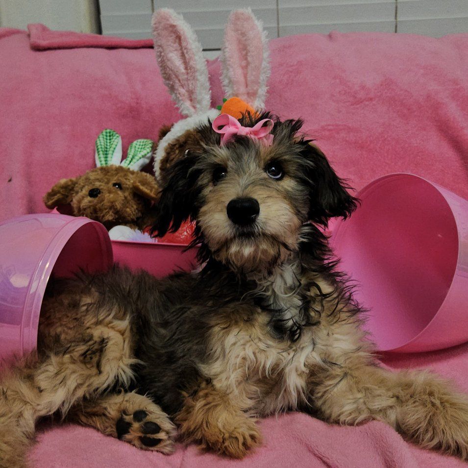 Adorable TriPawd Bunny(puppy)!