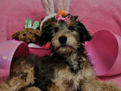 Adorable TriPawd Bunny(puppy)!