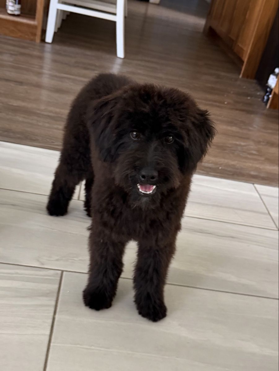 Adorable Aussiedoodle Puppy - Male, Crate & Potty Trained, Great with Kids & Dogs