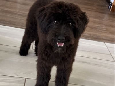 Adorable Aussiedoodle Puppy - Male, Crate & Potty Trained, Great with Kids & Dogs