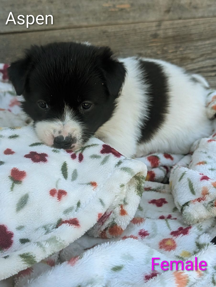Idaho Shag / Border Collie Puppies