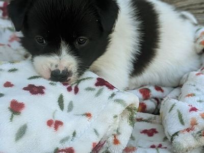 Idaho Shag / Border Collie Puppies