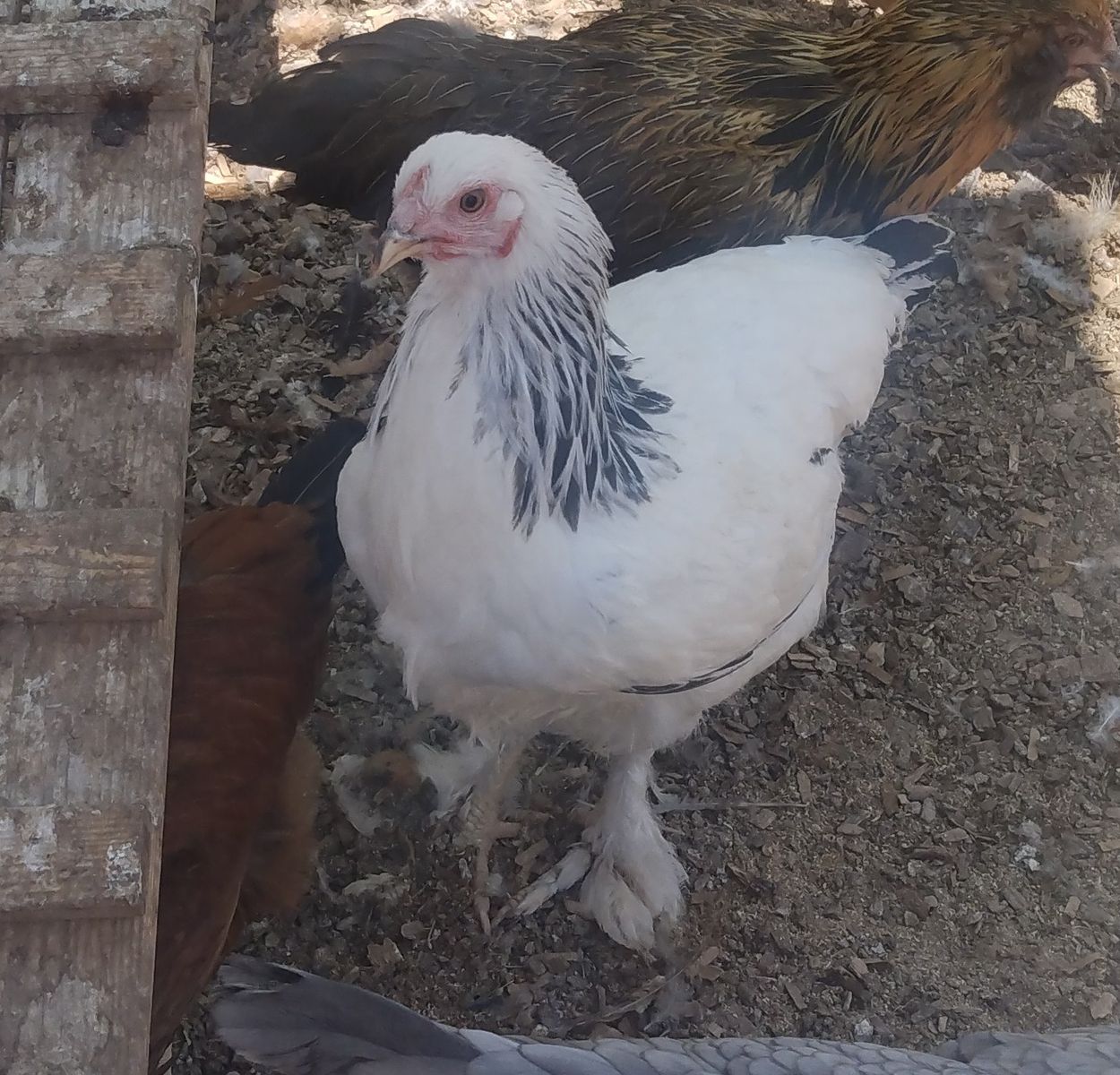 LIGHT BRAHMA Hen Chicken 4 months old for Sale