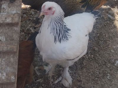 LIGHT BRAHMA Hen Chicken 4 months old for Sale