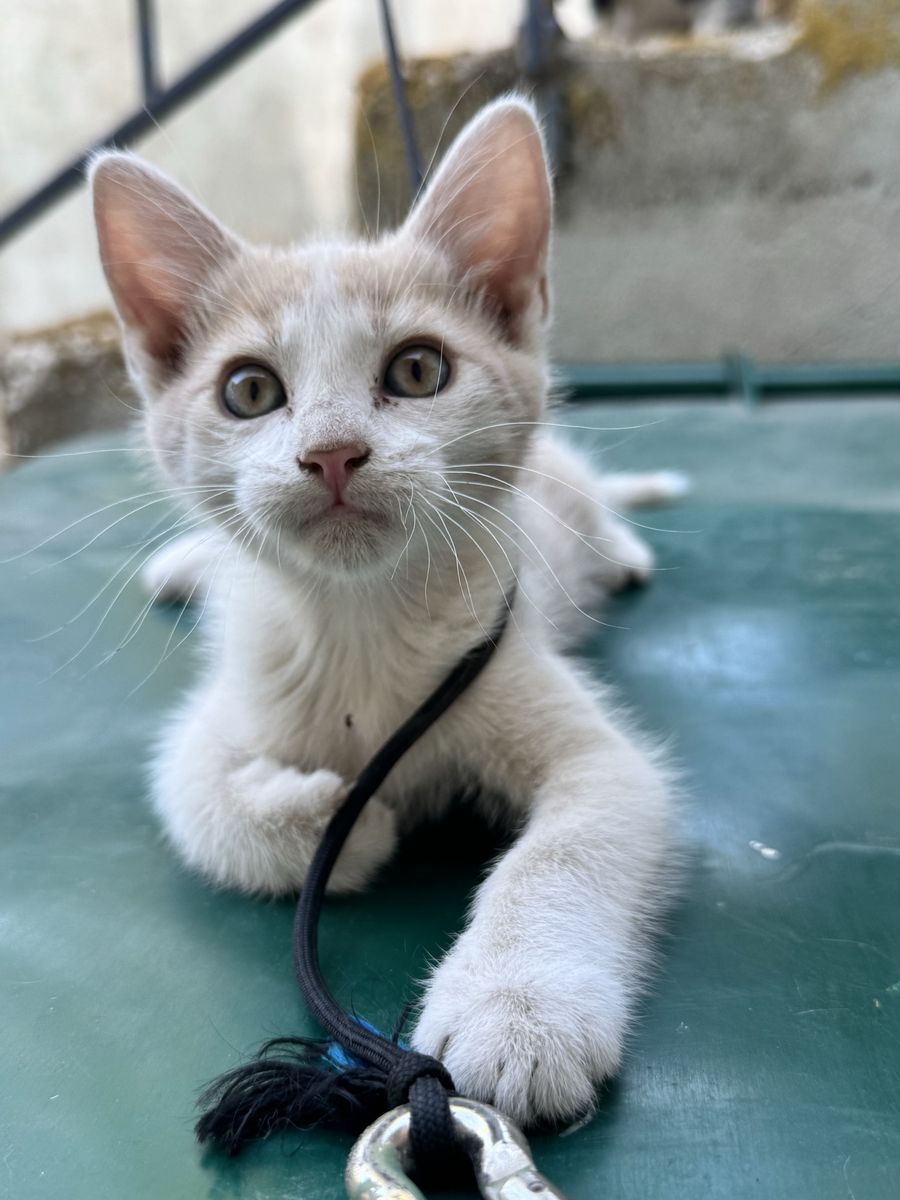 Kittens