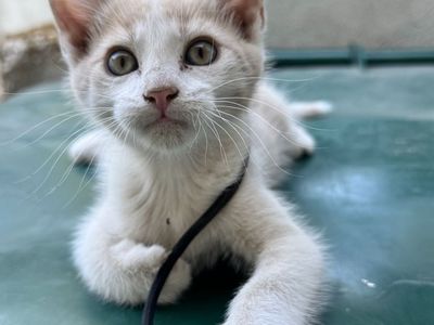 Kittens