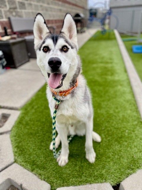 A159026 Neptune is Available for Adoption!