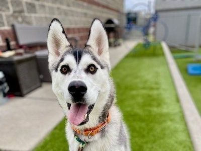 A159026 Neptune is Available for Adoption!