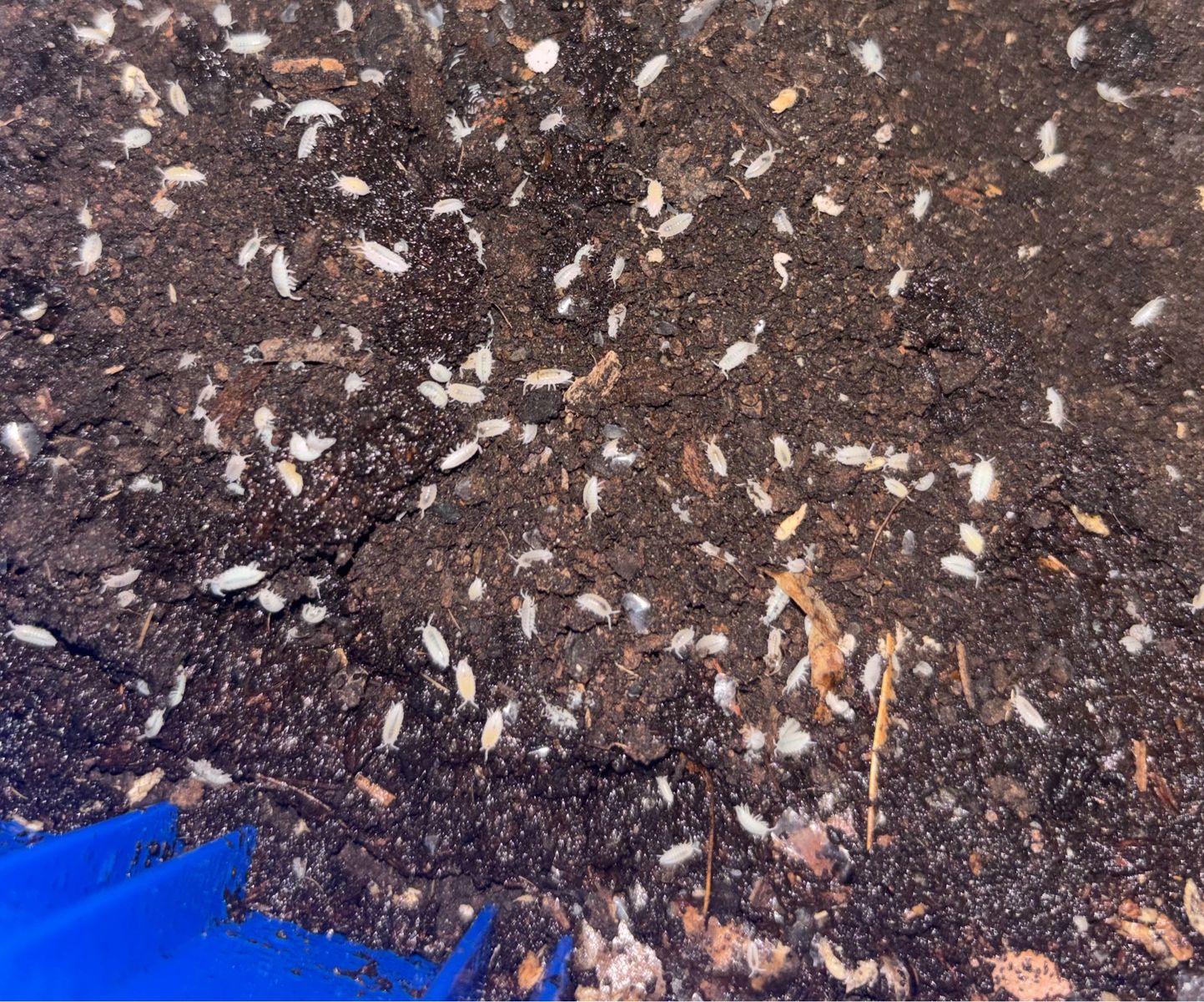 Dwarf White Isopods (Bulk Available)