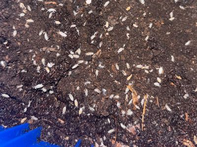 Dwarf White Isopods (Bulk Available)