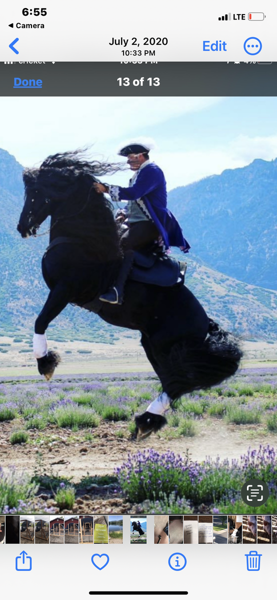 GORGEOUS FRIESIAN/MORGAN Bred by and at Young Living Farms
