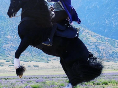 GORGEOUS FRIESIAN/MORGAN Bred by and at Young Living Farms