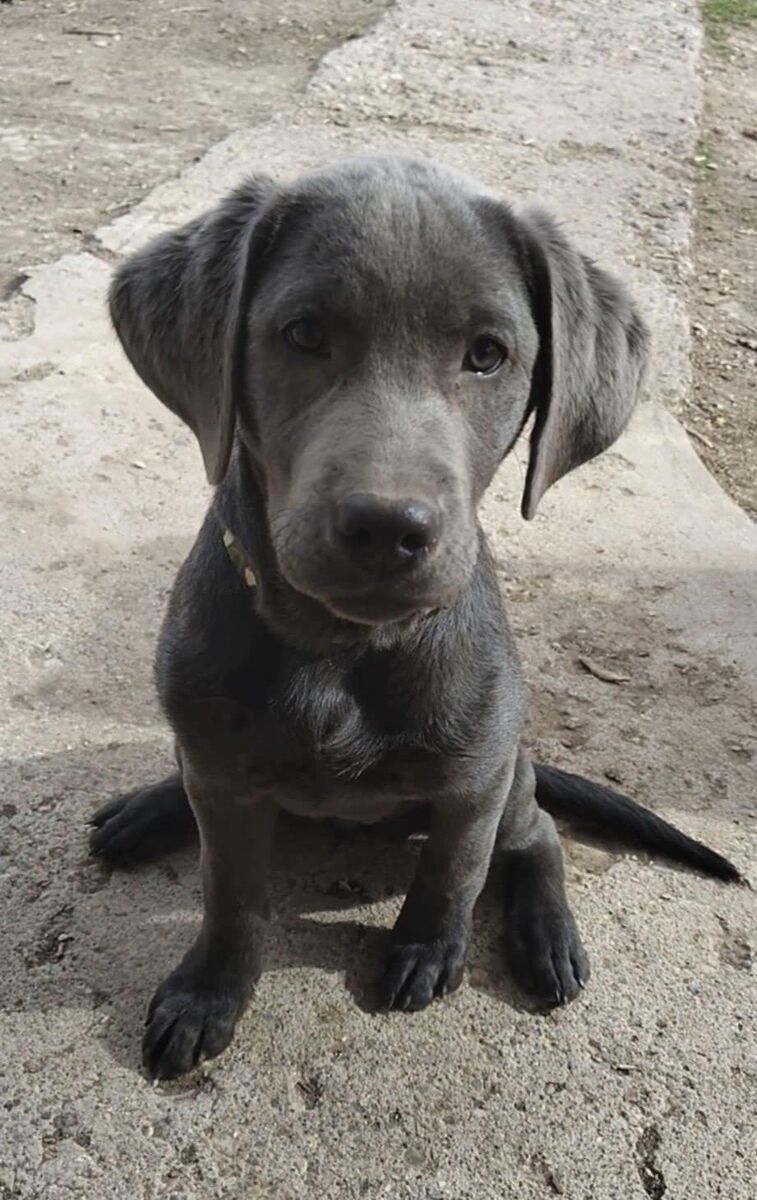 Purebred Charcoal Lab Puppy - 3.5 months