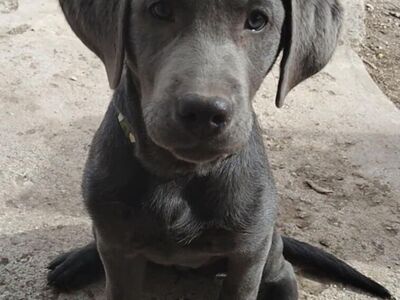 Purebred Charcoal Lab Puppy - 3.5 months