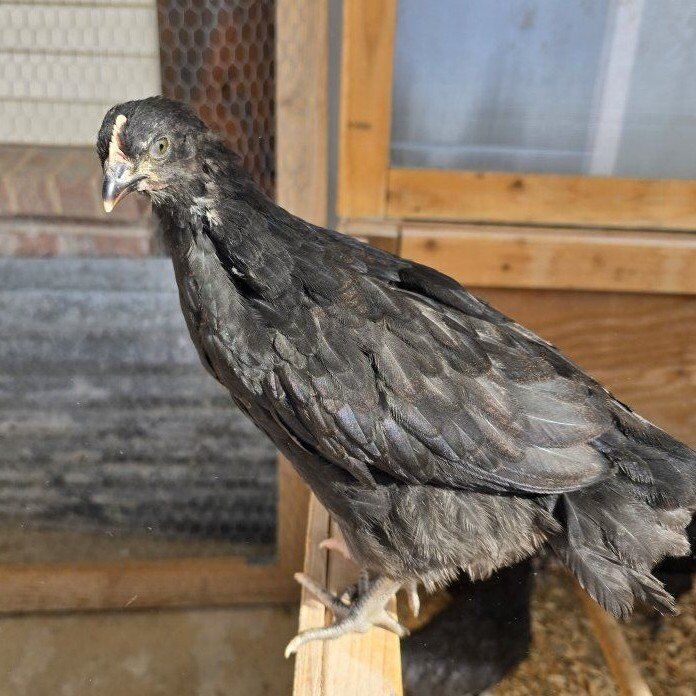 Olive Egger Pullet