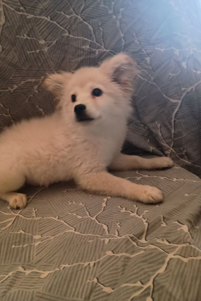 Mini Eskimo and Klee Kai ( toy husky type) male pup