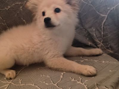 Mini Eskimo and Klee Kai ( toy husky type) male pup