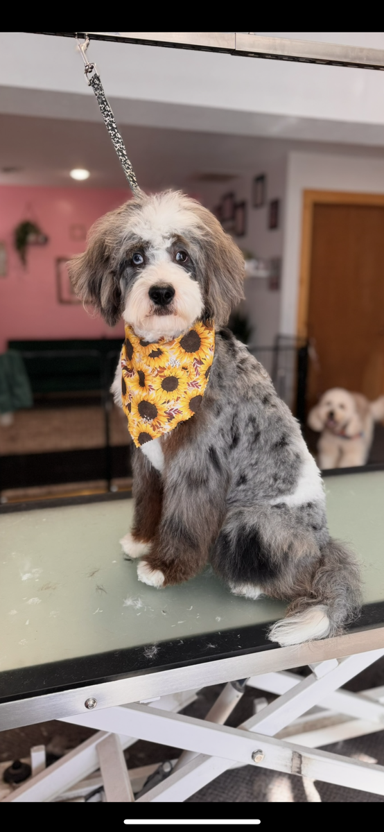 Copper the Double Merle Mini Bernedoodle Stud Healthy!!