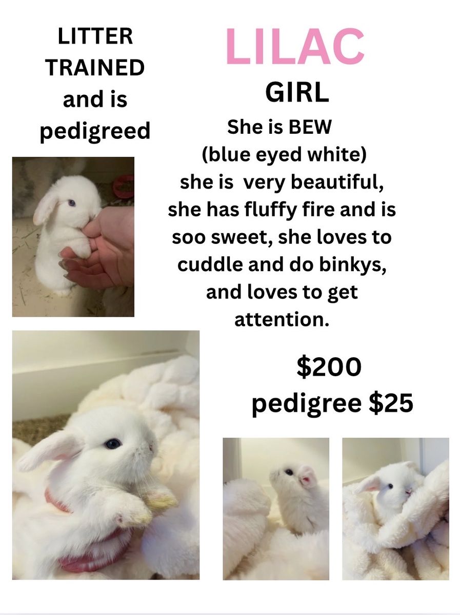 Pedigreed holland lop 7 weeks old babies ready to go on May 30th